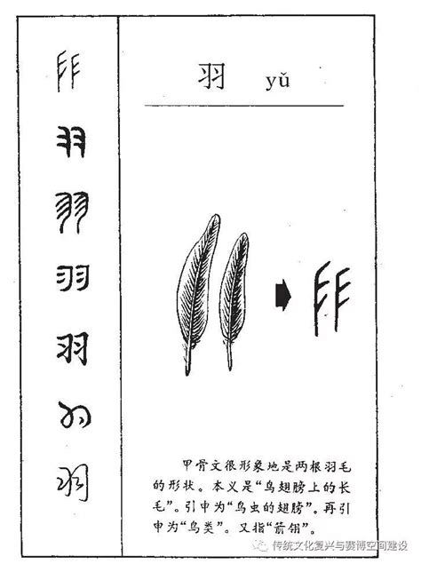 羽 字|羽 